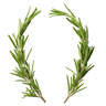 Rosemary Extract