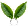 Tea Tree Essential Oil
