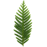 Cacumen Biotae Extract