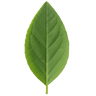 Isatis indigotica Leaf Extract